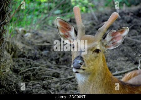 Sika cervo conosciuto anche come il cervo macchiato o il cervo giapponese guardando la macchina fotografica, copia spazio. Estremo Oriente russo, Primorsky krai Foto Stock