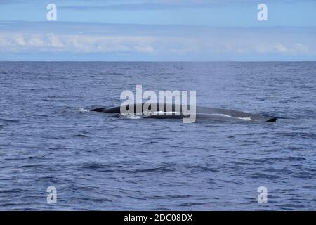 La schiena con la pinna dorsale di una balena di Bryde (Balaenoptera edeni) e il suo vitello nell'oceano atlantico. Avvistamento di balene a Madeira, Portogallo. Foto Stock