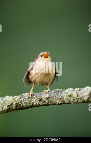 Stren eurasiatico adulto, trogloditi trogloditi, canti in ramo in primavera natura. Bella songbird che chiama in twig da vicino. Ani selvaggi piume Foto Stock