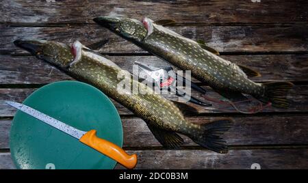 Due grandi pesci luccio in attesa di pulizia e di filettatura su tavolo di legno umido a settembre in Finlandia. Foto Stock
