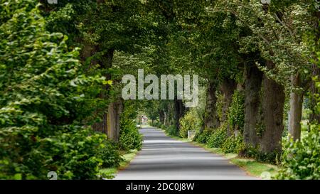 Il vicolo degli alberi a Herleshausen in Germania Foto Stock