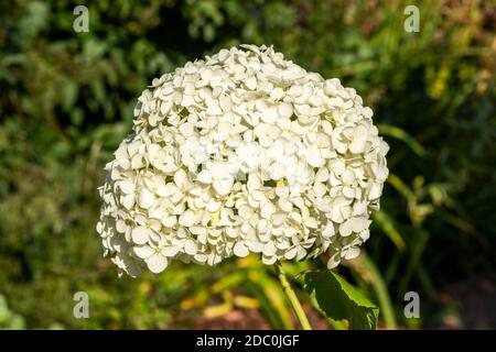 Hydrangea arborescens 'Annabelle' una pianta arbusto bianco fiore d'estate comunemente nota come immagine fotografica di scorta di idrangea liscia Foto Stock