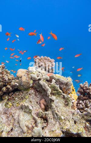 Colorata barriera corallina ai piedi del mare tropicale, violetto Cauliflower Coral e anthias pesci, paesaggio subacqueo Foto Stock