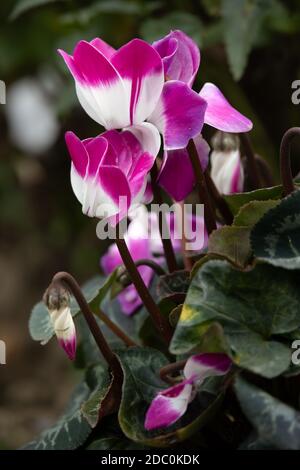 Ciclamino rosa e bianco (persicum) in piena fioritura in un Giardino inglese Foto Stock