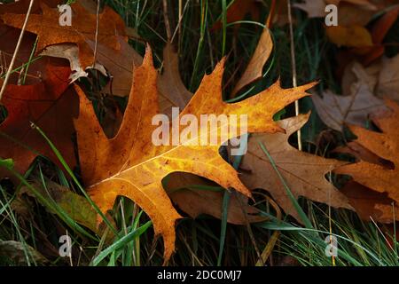 Primo piano foglie di autunno marrone e arancio di quercia con gocce d'acqua dopo la pioggia, adagiato su terreno in erba verde, vista ad alto angolo Foto Stock