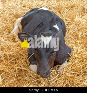 Piccola mucca di vitello che si stese in paglia Foto Stock