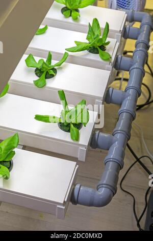 Hydroponics moderno giardino interno Farming Foto Stock