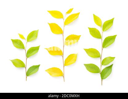 Almo albero ramoscelli isolati su sfondo bianco. Vista dall'alto Foto Stock