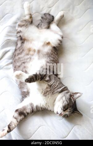 SMOKEY Douglas plush 18 gray stuffed animal CAT grey white kitty cuddle tabby e SMOKEY Douglas plush 18 gray stuffed animal CAT grey white kitty cuddle tabby e