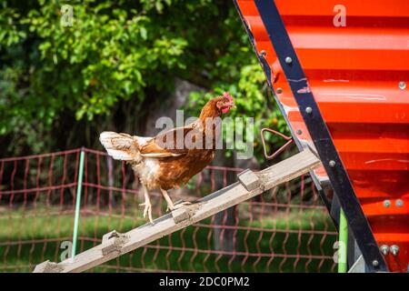 galline che camminano su e giù per la scala di pollo all'aperto Foto Stock