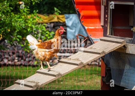 galline che camminano su e giù per la scala di pollo all'aperto Foto Stock