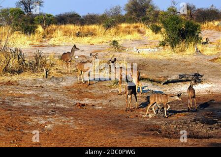 Kudu femmina che beve al waterhole in Botswana Foto Stock