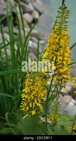 Ligularia gialla sulla riva di un laghetto blu Foto Stock