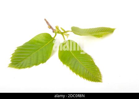 foglia di castagno su sfondo bianco Foto Stock