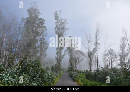 Paesaggio di Madeira. Una strada di campagna che conduce attraverso una foresta nebbiosa fino a Paul da Serra. Madera, Portogallo. Il sole che esce. Foto Stock