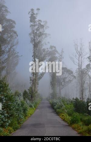 Paesaggio di Madeira. Una corsia di campagna che attraversa una foresta nebbiosa fino a Paul da Serra. Madera, Portogallo. Il sole che esce. Foto Stock