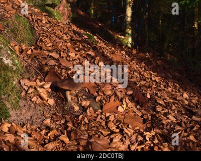Fungo singolo su terreno boschivo circondato da lussureggiante fogliame di foglie di colore marrone appassite nella Foresta Nera, in Germania, al sole di sera in autunno. Foto Stock