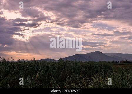 Reeds campo al tramonto bagnata da raggi solari, nuvole, verde, solitario Foto Stock