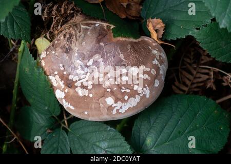 Fungo della mensola, anche chiamato fungo della mensola (basidiomicete) che cresce su un albero caduto Foto Stock