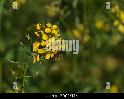 Bella vista closeup di affollata ape selvatica raccolta nettare da fiore giallo fiore di colza con palline di polline visibile sulla coppia di gambe posteriori. Foto Stock