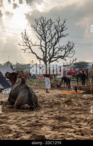 cammello a pushkar mela.famous cammello e fiera del bestiame nella città di pushkar.farmers e commercianti da tutto il rajasthan gregge la fiera annuale. Foto Stock