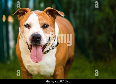 Il cane di Staffordshire Amstaff ha recuperato la salute dopo l'ictus. Concetto di salute del cane. Foto Stock