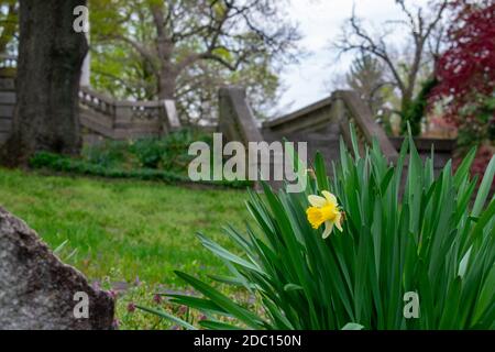 Un tulipano giallo in un toppa di erba con un Splendido set di gradini di pietra dietro di esso Foto Stock