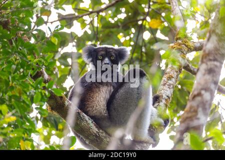 Lemur Indri (Indri indri) bianco e nero, detto anche babakoto, impiccato su un albero in habitat naturale. Andasibe - Parco Nazionale di Analamazaotra, Madaga Foto Stock