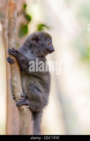 Minore orientale bamboo lemur (Hapalemur griseus) noto come il grigio lemure di bambù e il grigio lemure dolce. Andasibe Madagascar Vakona riserva privata. Foto Stock