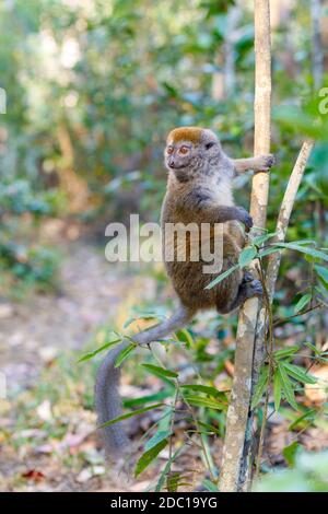 Minore orientale bamboo lemur (Hapalemur griseus) noto come il grigio lemure di bambù e il grigio lemure dolce. Andasibe Madagascar Vakona riserva privata. Foto Stock