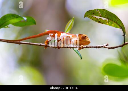 Parsons camaleonte cambiare pelle, Calumma parsonii, Amber montagna. Andasibe - Parco Nazionale di Analamazaotra, Madagascar fauna selvatica Foto Stock