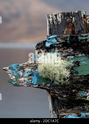 Decadimento navi in legno e Lichen background Foto Stock