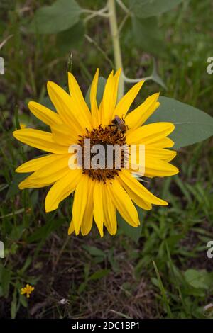 Un'ape che raccoglie nettare o polline da un girasole dentro piena fioritura Foto Stock