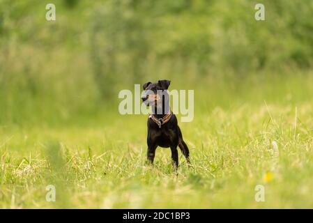 Il simpatico cane Manchester Terrier si trova in un prato verde la parte anteriore dello sfondo verde di un sta guardando nella fotocamera Foto Stock