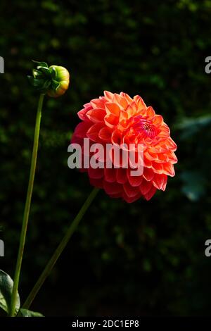 Robin Hood dahlia Foto Stock