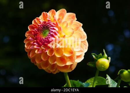 Pallina dahlia Fabians Foto Stock