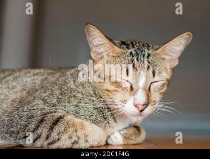 Il gatto era sul letto di legno e chiuse gli occhi. Foto Stock