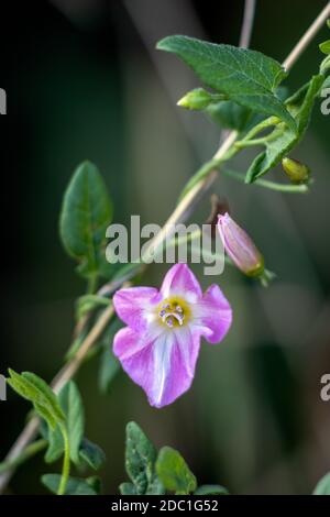 Campo bindweed, campo mattina-gloria, piccolo bindweed (Convolvulus arvensis), fiorendo in East Grinstead Foto Stock