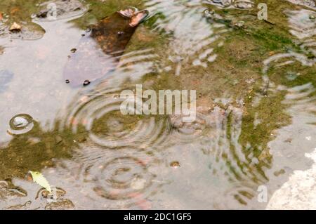 Gocce di pioggia sulla superficie dell'acqua. La pioggia cade a terra nella stagione delle piogge. Le gocce di pioggia si increspano in una pozza con il riflesso luminoso del cielo su di esso. Riassunto Na Foto Stock