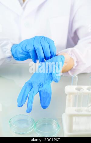 Primo piano mani biologo indossare guanti in lattice blu nitrile in camice da laboratorio indossando guanti in nitrile, facendo esperimenti in laboratorio Foto Stock