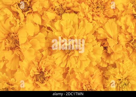 sfondo di fiori marigold in fiore di colore giallo chiaro e arancione Foto Stock