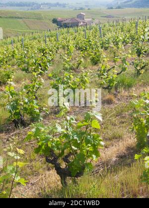 Vigne, vauxrenard, Beaujolais, RHONE, FRANCIA Foto Stock