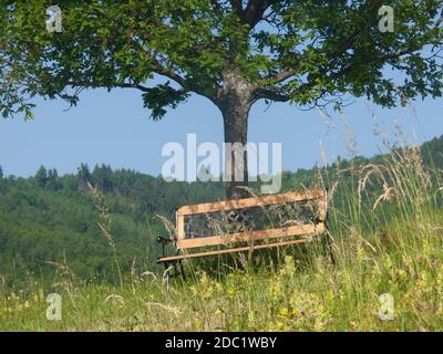 Vigne, vauxrenard, Beaujolais, RHONE, FRANCIA Foto Stock