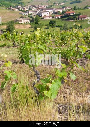 Vigne, vauxrenard, Beaujolais, RHONE, FRANCIA Foto Stock