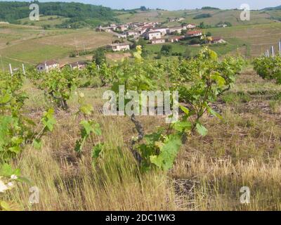 Vigne, vauxrenard, Beaujolais, RHONE, FRANCIA Foto Stock