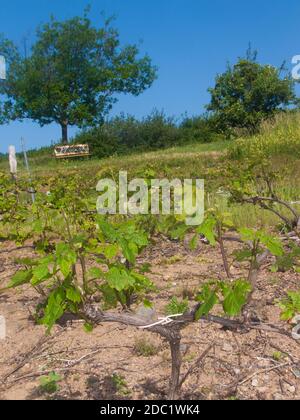 Vigne, vauxrenard, Beaujolais, RHONE, FRANCIA Foto Stock