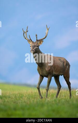 Capriolo rosso, cervo elafus, camminando sul prato nella natura autunnale. Composizione verticale di giovane stag che si avvicina su campo verde con mountai blu Foto Stock