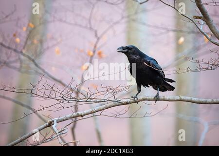 Corvo comune, corvus corax, seduto sul ramo in autunno natura. Uccello nero piume che canta su tosse in autunno. Corvo scuro selvaggio che guarda su twig in per Foto Stock