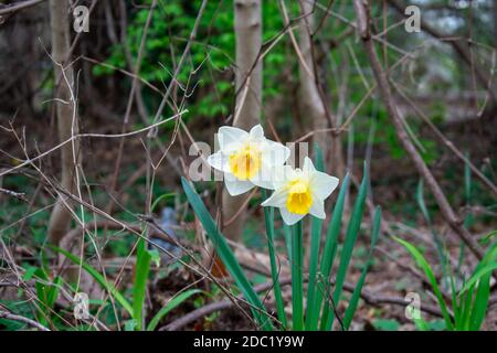 Due tulipani bianchi e gialli durante la primavera in una foresta Foto Stock