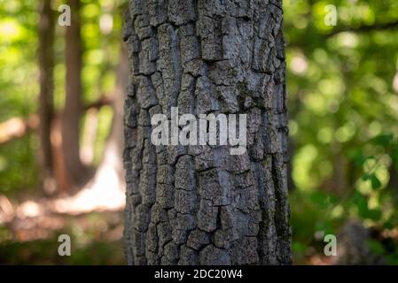 Terreno boschivo con fondo verde sfocato e primo piano di tronco di albero ruvido con corteccia testurizzata. Luce naturale con dapple e spazio per la copia. Foto Stock